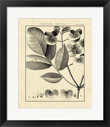 Framed Vintage Botanical Study V Print