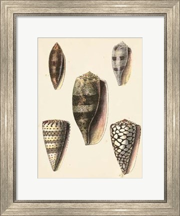 Framed Antique Diderot Shells IV Print