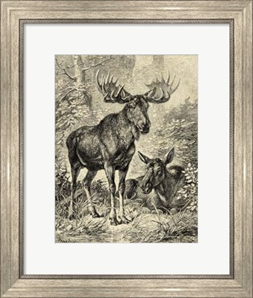 Framed Vintage Moose or Elk Print