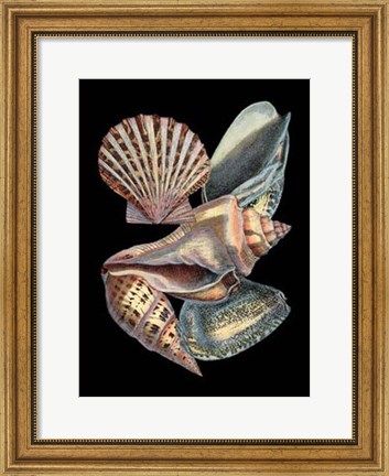 Framed Treasures of the Sea II Print