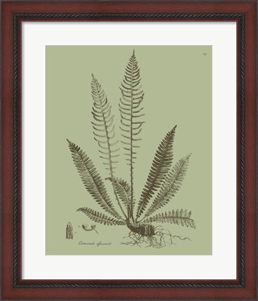 Framed Fresh Ferns I Print