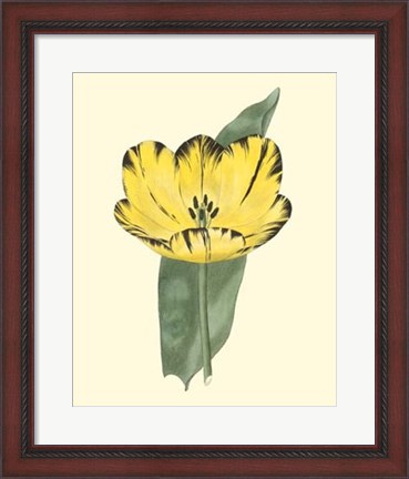 Framed Antique Tulip II Print