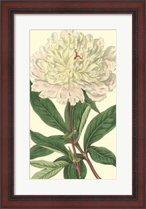 Framed Chinese Peony Print