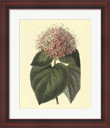 Framed Fragrant Clerodendron Print