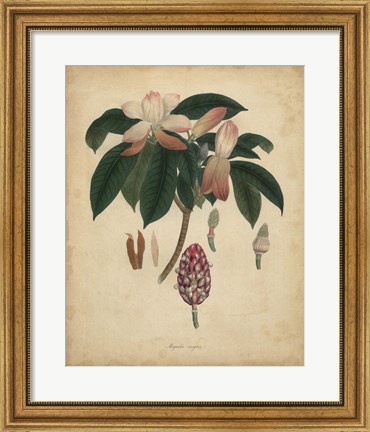 Framed Botanical I Print