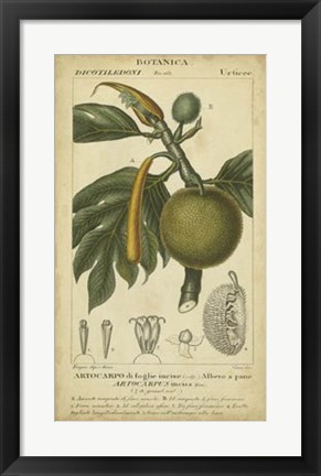 Framed Exotic Botanica IV Print