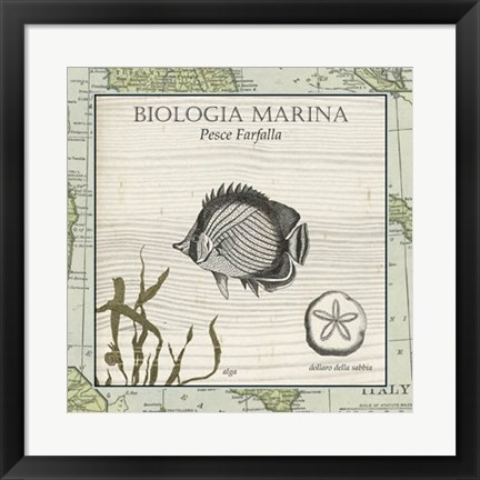 Framed Biologia Marina I Print