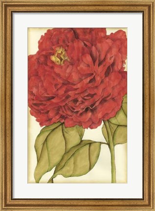Framed Ruby Blooms II Print
