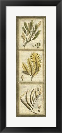 Framed Exotic Seaweed Panel II Print