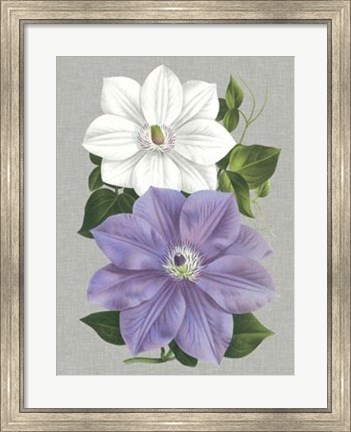 Framed Clematis Blooms I Print