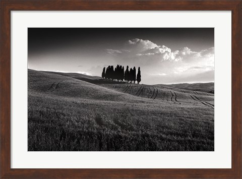 Framed Cypress Cluster Print