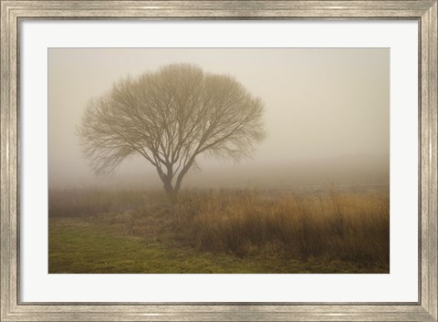 Framed Tree in Field Print