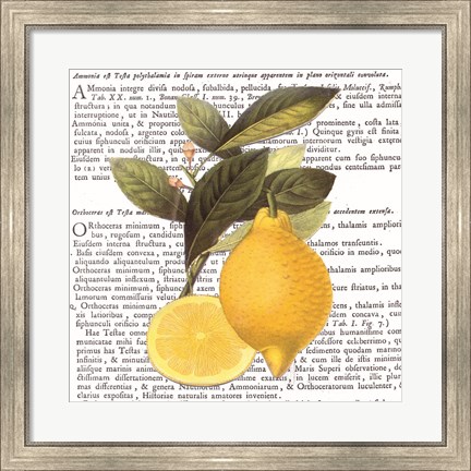 Framed Citrus Edition I Print