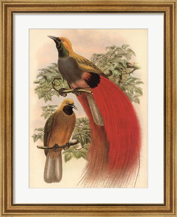 Framed Scarlet Bird of Paradise Print