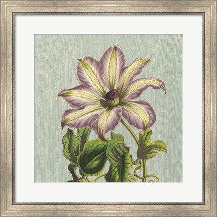 Framed Purple Clematis Print