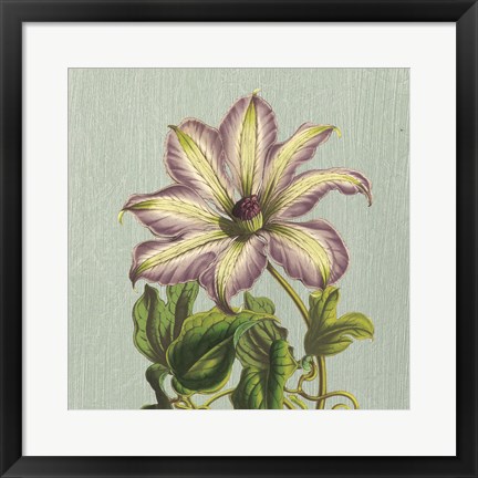 Framed Purple Clematis Print