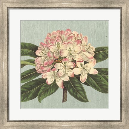 Framed Rhododendron Print