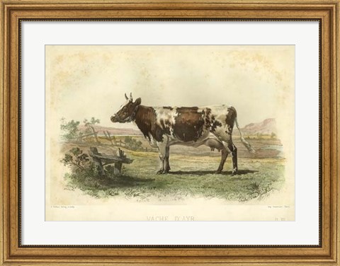 Framed Vache D&#39;Ayr Print