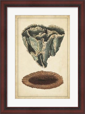 Framed Coral Companion IV Print