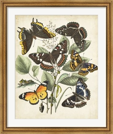 Framed Non-Embellished Butterfly Haven II Print