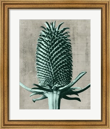 Framed Blossfeldt Redeux V Print