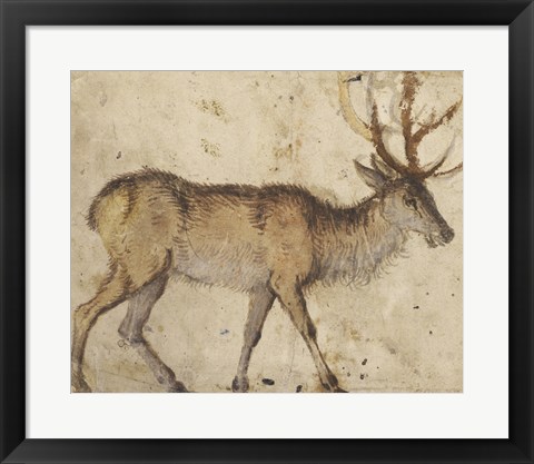 Framed Study of a Stag Print