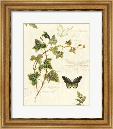 Framed Ivies and Ferns IV Print