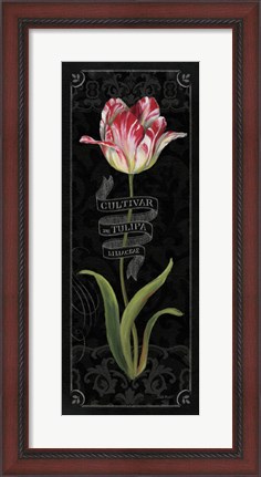 Framed Tulipa Botanica III Print