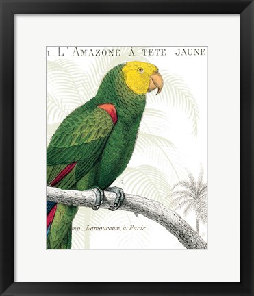 Framed Parrot Botanique I Print