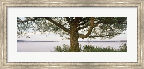 Framed Tree on a Lake, Wisconsin Print