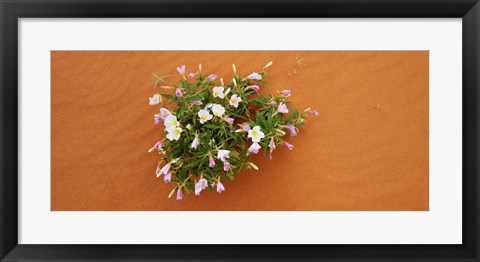 Framed Dune evening primrose flowers in sand, Valley of Fire State Park, Nevada, USA Print