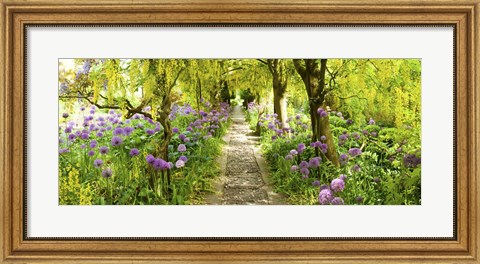 Framed Laburnum trees at Barnsley House Gardens, Gloucestershire, England Print