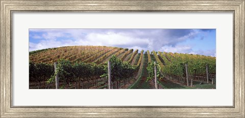 Framed Vines shedding their leaves, Napa Valley, California, USA Print