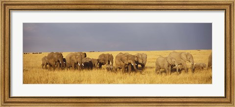 Framed Elephants on the Grasslands, Masai Mara National Reserve, Kenya Print