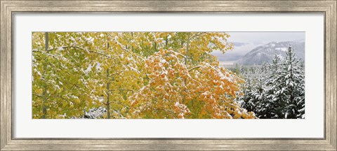 Framed Trees in a forest, Grand Teton National Park, Wyoming, USA Print