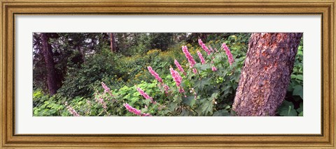 Framed Hollyhock (Alcea rosea) flowers in a national park, Grand Teton National Park, Wyoming, USA Print