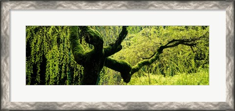 Framed Moss growing on the trunk of a Weeping Willow tree, Japanese Garden, Washington Park, Portland, Oregon, USA Print