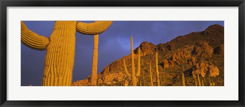 Framed Saguaro Cactus, Tucson, Arizona, USA Print