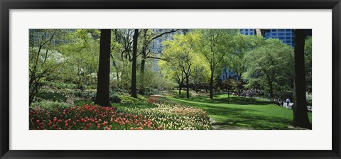 Framed Red and white tulips around trees, Central Park, Manhattan, New York City, New York State, USA Print