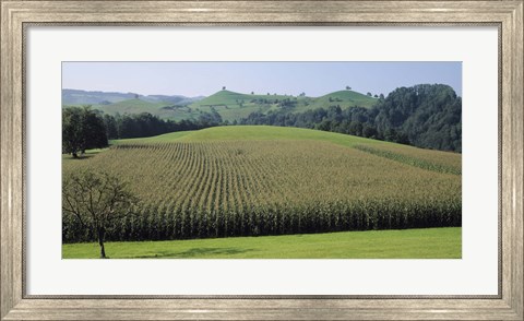 Framed Switzerland, Canton Zug, Panoramic view of Cornfields Print