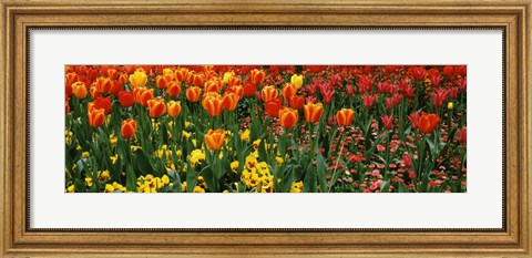 Framed Tulips in a field, St. James&#39;s Park, City Of Westminster, London, England Print