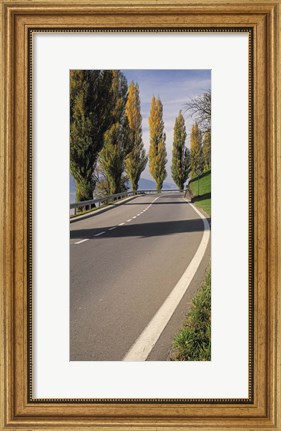 Framed Switzerland, Lake Zug, View of Populus Trees lining a road Print