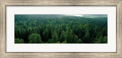 Framed Finland, Aulanko, Scandinavian Forest Print