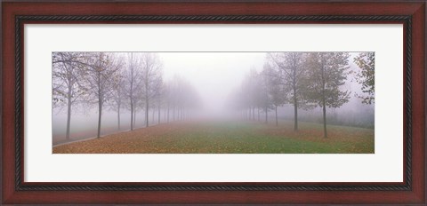 Framed Trees in Fog Schleissheim Germany Print