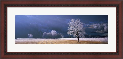 Framed Trees With Frost, Franstanz, Tyrol, Austria Print