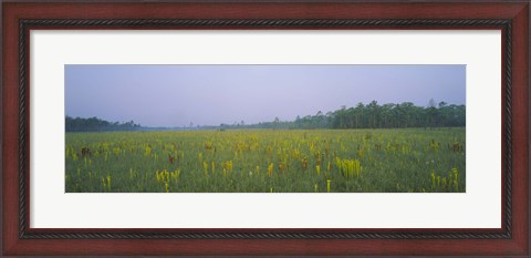 Framed Yellow Trumpet Pitcher Plants In A Field, Apalachicola National Forest, Florida, USA Print