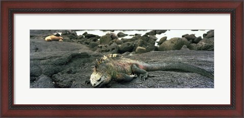 Framed Marine Iguana Galapagos Islands Print