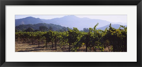 Framed Grape vines in a vineyard, Napa Valley, Napa County, California, USA Print