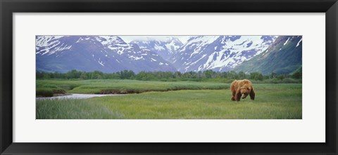 Framed Grizzly bear grazing in a field, Kukak Bay, Katmai National Park, Alaska Print