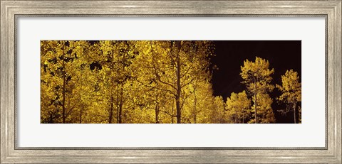 Framed Aspen trees in autumn with night sky, Colorado, USA Print